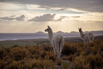 silhouette of llamas 