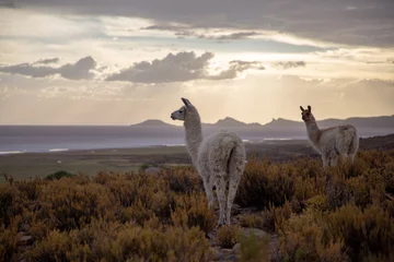 Deurstickers silhouette of llamas  © Pooyan Shafiei