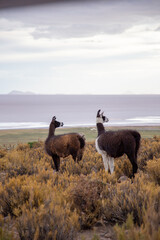llamas