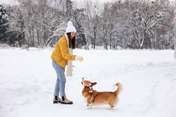 Woman and adorable Pembroke Welsh Corgi dog playing with ball in snowy park