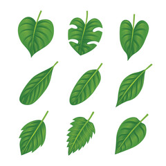 Various shapes and forms of green leaves set collection, ecology leaves,  Leaves icon on isolated white background, for natural, eco, vegan, bio labels