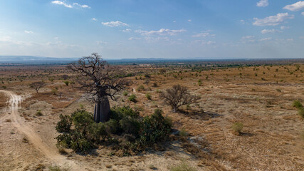 Drone picture of a Baobab in Madagascar