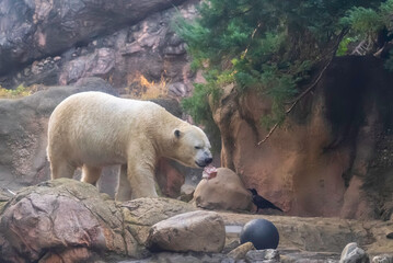 ホッキョクグマの餌を狙うカラス