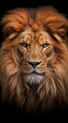 Fototapeta premium Luxurious Lion head with a fluffy mane.