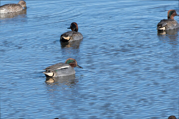 Teal male swimming