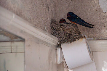 A pair of swallows, Hirundo Rustica, building a nest on a roll of toilet paper in a bathroom.