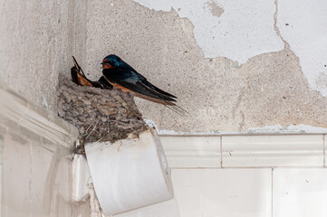 A pair of swallows, Hirundo Rustica, building a nest on a roll of toilet paper in a bathroom.