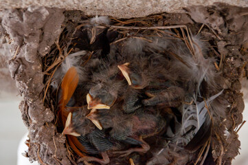 Swallow chicks, Hirundo Rustica, newborns, sleeping on a feather mattress, in the nest, in spring.