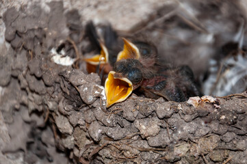 Swallow chicks, Hirundo Rustica, newborns, demanding food with their open beaks on a feather mattress, in the nest, in spring.