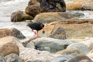 An African oystercatcher (Haematopus moquini) or African black oystercatcher, is seen on the rocks...