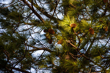 A pine cone on the branch of a pine tree illuminated by a sunbeam on the banks of the Limay river, Neuquén, Argentina.