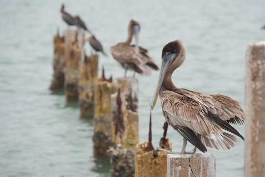 Florida pelican perched on old boat dock post with Looking to the right. Other birds in background and water with waves. Other birds in a row behind on intercoastal bay in St. Pete Beach, Florida.
- Powered by Adobe