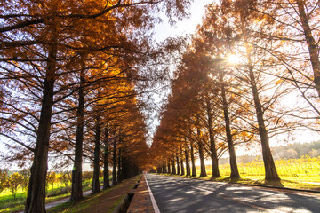 メタセコイア並木