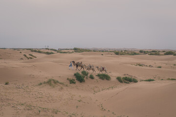 Fototapeta na wymiar Caravan of camels. Kubuqi desert, Xiangshawan Resort, Inner Mongolia, China