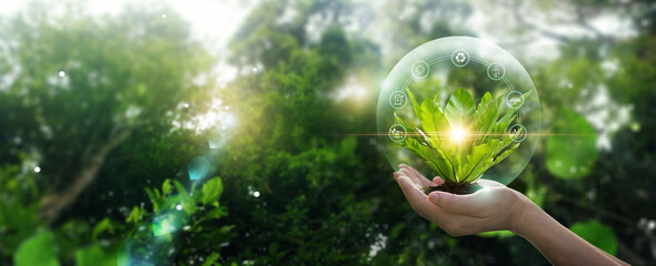 Hands protecting globe of green leaf against nature, Organization sustainable development environmental and business responsible environmental, Energy sources for renewable. Ecology concept.