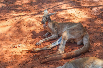 Red kangaroo lies and rests in a shady place under a tree