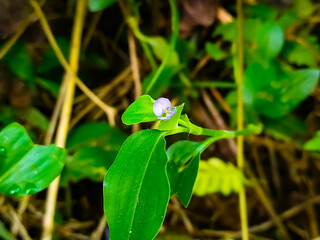 Close-up photo of flowers blooming in nature