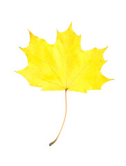 One maple leaf isolated on white. Autumn season