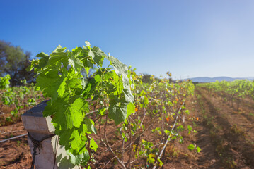 Green plant of young grapes in wine field during summer, planting place for wines in summer with sunny sky, wine farm