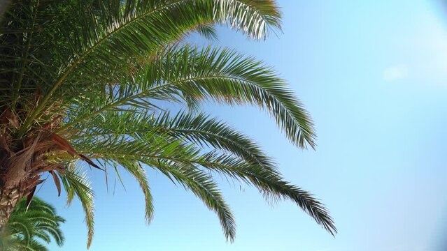 Branch of green palm tree against a background of blue sky slowly sways in the wind Tropical plant foliage, paradise, tropical beach. Nature wallpaper summer holiday, relaxation Resort on a sunny day