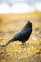 Close up on a crow on a field