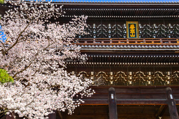 Beautiful full bloom Cherry Blossom - Sakura in scenic spring time at Chion-in temple in Kyoto, Japan