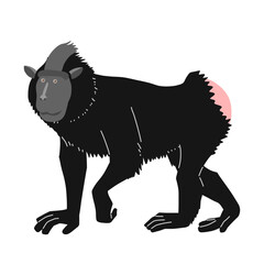 ブラックマカク（クロザル）