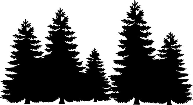 spruce tree
