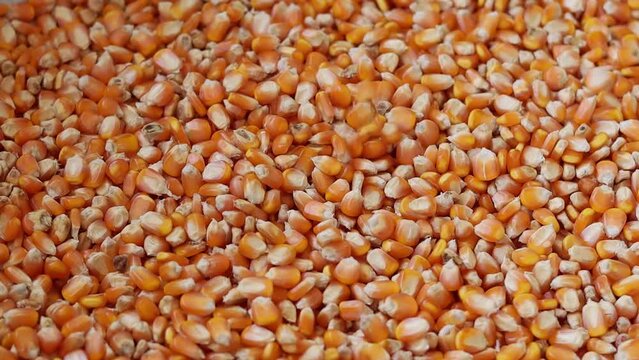 Closeup pour falling corn seed into corn seed background, food and argriculture concept 