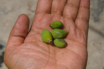 infected small mangoes collected in human hand