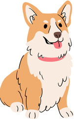 Cute Corgi
