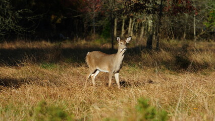 Naklejka na ściany i meble The cute deer staring at me alertly in the autumn forest 