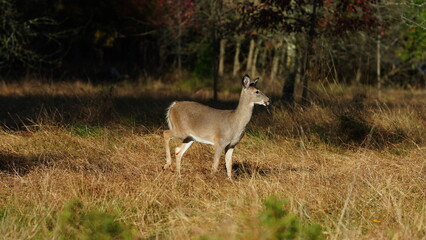 The cute deer staring at me alertly in the autumn forest
