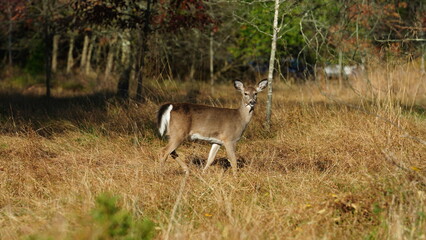 The cute deer staring at me alertly in the autumn forest

