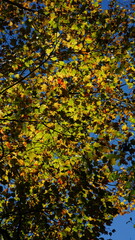 The colorful and beautiful leaves on the trees in autumn
