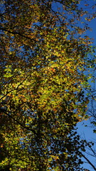 The colorful and beautiful leaves on the trees in autumn
