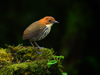 Chestnut-crowned Antpitta in the nature tropic forest habitat,  Ecuador 