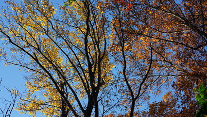 The colorful and beautiful leaves on the trees in autumn
