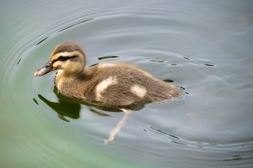 カモの一家の日常