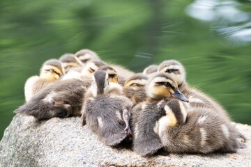 カモの一家の日常 © F_Nakatani