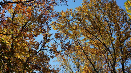 The colorful and beautiful leaves on the trees in autumn
