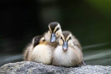 カモの一家の日常