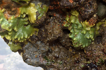 ナミイソカイメン　岩の裏の生物