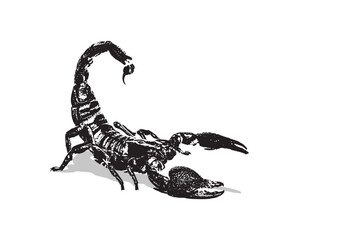 black and white scorpion vector image, suitable for icons, logos, t-shirts, - obrazy, fototapety, plakaty