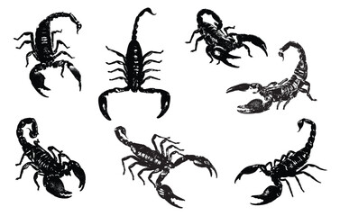 Set of silhouette scorpion. Collection of wild arachnid insect.Predatory beetle. Vector illustration on white background.