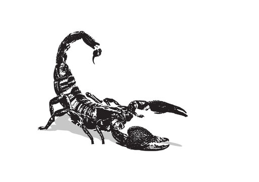 black and white scorpion vector image, suitable for icons, logos, t-shirts,