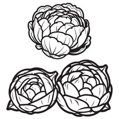 Obraz premium Brussels sprouts silhouettes and icons. Black flat color simple elegant white background Brussels sprouts vegetable vector and illustration.