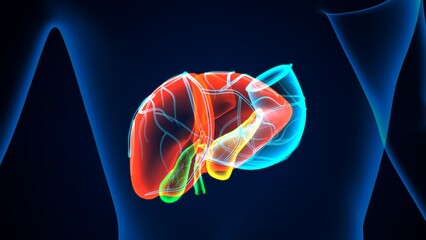 human pancreas,liver,stomach and gallbladder anatomy system. 3d render