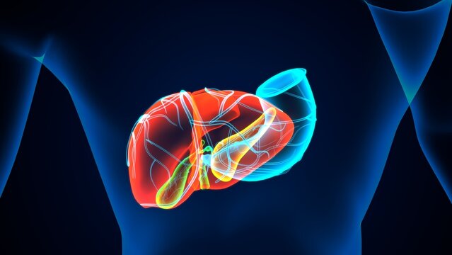 human pancreas,liver,stomach and gallbladder anatomy system. 3d render