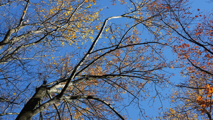 The colorful and beautiful leaves on the trees in autumn
